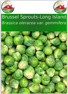 WILLVINE GOI -V Long Island Improved Brussels Sprouts [50g] Seed(15000 per packet)
