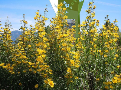 CYBEXIS XLR-91 - Maximilian Sunflower - (1350 Seeds) Seed(1350 per packet)
