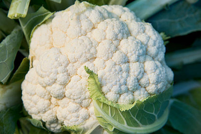 SM PLUS white cauliflower,gobhee seeds Seed(40 per packet)