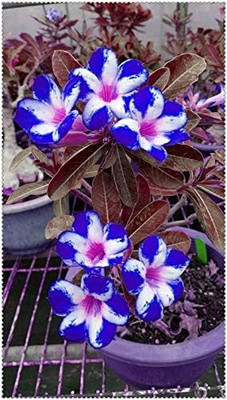Qualtivate PUAS-268 Blue White Adenium obesum Desert Rose Seeds Seed(30 per packet)