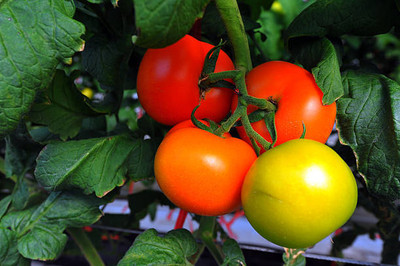 GREENELAND tomato Seed(105 per packet)