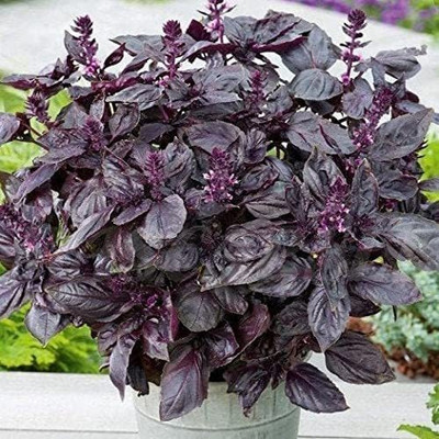 WILLVINE LX-49 Dark Opal Purple Basil Seeds Seed(2000 per packet)