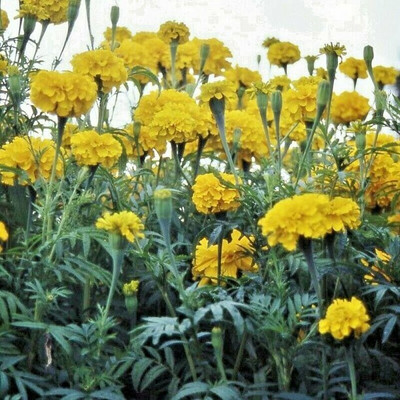 Avysa French Non-GMO | Garden Marigold Seeds Yellow Seed(100 per packet)