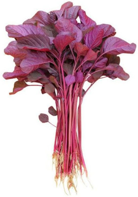 BDSresolve Red spinach seeds pack 20 Seed(20 per packet)