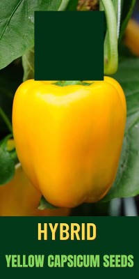 Qualtivate ICRA6-A Yellow Shimla Mirch Capsicum Seed Seed(100 per packet)