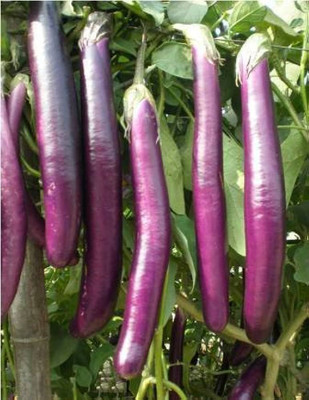 BDSresolve F1 brinjal seeds Pack of 81 Seed(81 per packet)