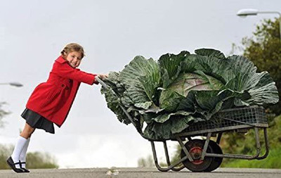 CYBEXIS Hybrid Giant Cabbage Seeds -100 Seeds Seed(100 per packet)
