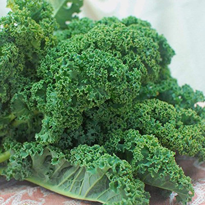 CYBEXIS Fast Germination Kale Seeds2000 Seeds Seed(2000 per packet)