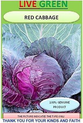 DIVINE CABBAGE Seed(35 per packet)