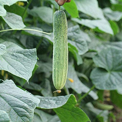 CYBEXIS LX-30 - Cucumber Asian White Green - (1350 Seeds) Seed(1350 per packet)