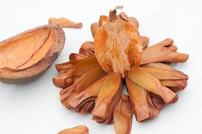 ibains Mahogany seed Seed(20 per packet)