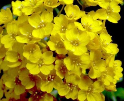 CYBEXIS Alyssum saxatile Aurinia Saxatilis - Rockery Flower Seed(50 per packet)