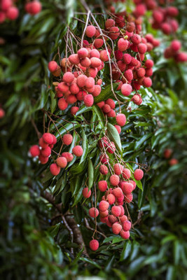MAA LITCHI,LICHEE,LYCHEE Seed(10 per packet)