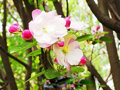 CYBEXIS Rare Begonia Flower Seeds Seed(1 g)