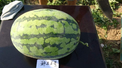 KNESSiN VII-6 Watermelon Seed(50 per packet)