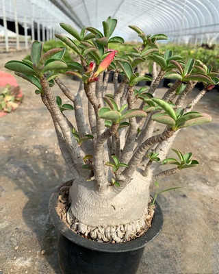 Qualtivate XLR-639 Desert Rose Seeds Seed(30 per packet)