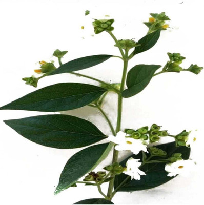 usdeepar rtetail Neo Seeds Brazilian jasmine Seed(40 per packet)