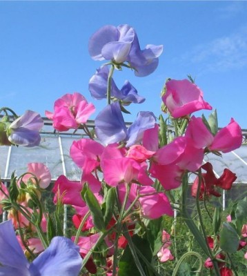 Quentova Knee High Sweet Pea Mixture-PAUS-8R Seed(20 per packet)