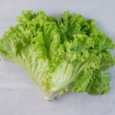 Quentova HIGH QUALITY Lettuce-LTK-11L Seed(300 per packet)