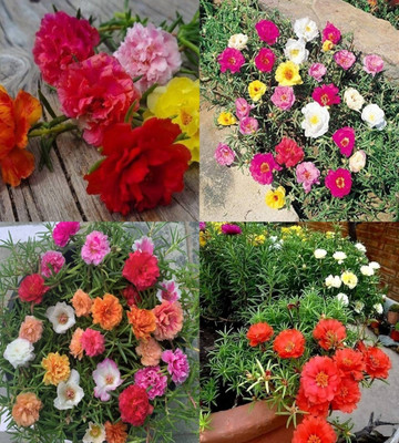 ibains portulaca seed for growing bij 79 Seed(79 per packet)