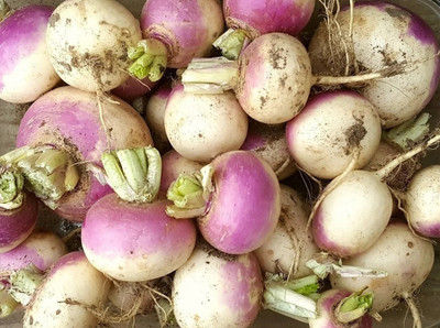 MYLAWN Turnip Shalgam White Purple Seed(800 per packet)