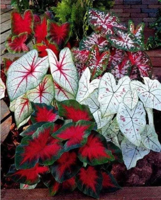Leafy Heaven Caladium Flower Bulbs Premium Quality for Home and Garden Seed(5 per packet)