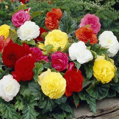 VibeX XLL-86 - Begonia Double Flower Mix - (270 Seeds) Seed(270 per packet)