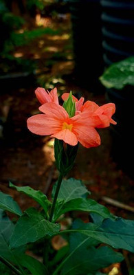 Oliver kanakambaram-firecracker-crossandra Seed(40 per packet)