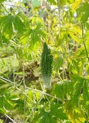 Paudhaa F1 BEST QUALITY BITTER GOURD SEEDS Seed(25 per packet)