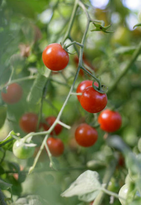 Nature Krafts tomato Seed(135 per packet)