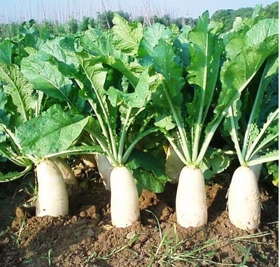 Arshiayat Hybrid Radish/Mooli/Muli Best Long Vegetable Seed(15 per packet)