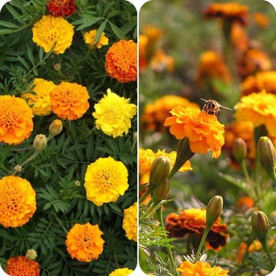 Qualtivate PUAS-545 Dwarf Marigold Seeds Seed(500 per packet)