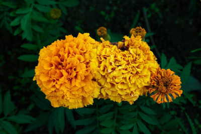 GOYAL GROUP marigold,gende ka phool seeds Seed(21 per packet)