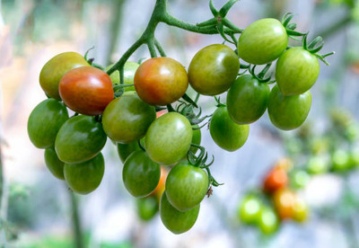 SIDDHARTH FISH FARM tomato Seed(145 per packet)