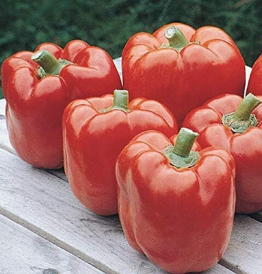 Biosnyg Red Knight XR3 Hybrid Capsicum-200 Seeds/1gm Seed(200 per packet)
