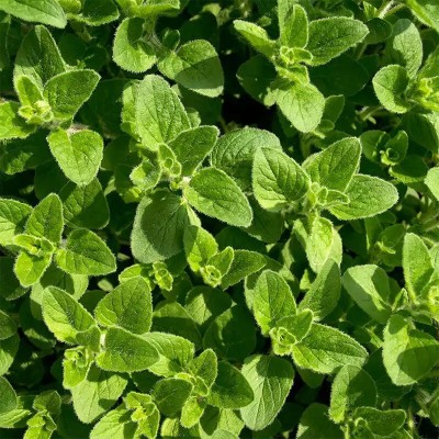 Quentova Organic Oregano Herb Plant-ICRA-44D Seed(300 per packet)