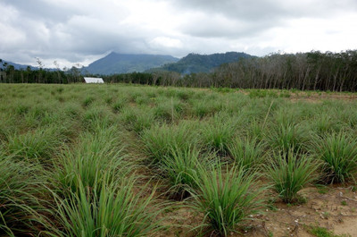 Qualtivate LX-148 Seeds Lemon Grass Seed(500 per packet)