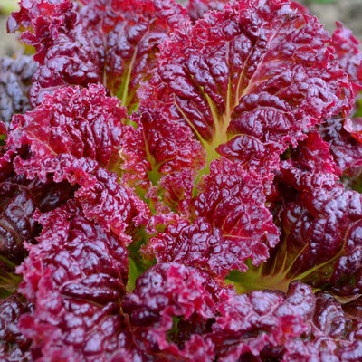 Qualtivate RES-4A Ruby Red Lettuce Seeds Seed(300 per packet)