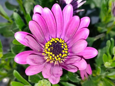 Quentova Dimorphotheca Flower Plant-XII-6D Seed(50 per packet)
