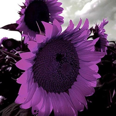 KNESSiN Beautiful Garden Purple Sunflower -{800 Seeds} Seed(800 per packet)