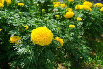 Unicosa Ayurveda marigold/gende ka phool flower seeds Seed(75 per packet)