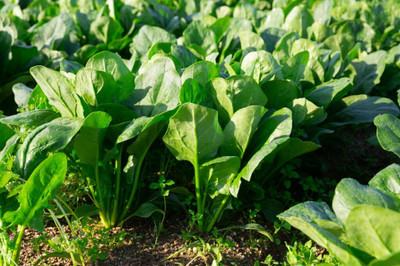 BISWAS Desi Palak Seed(400 per packet)