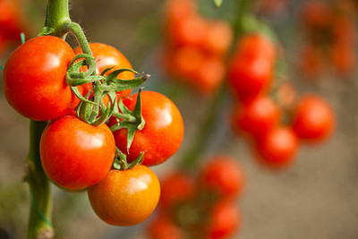 GREENBAAG tomato Seed(135 per packet)