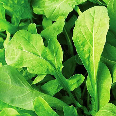 CYBEXIS TLX-75 - Arugula Astro - (250 Seeds) Seed(250 per packet)