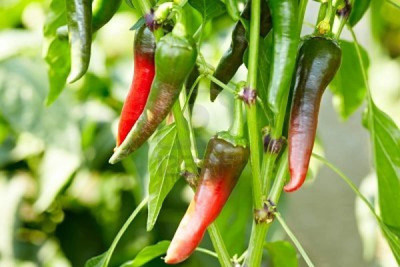 CYBEXIS High Germination Hot Chilli seeds DE CAYENNE2400 Seeds Seed(2400 per packet)