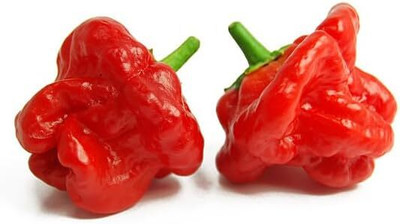 Biosnyg F1 Hybrid Scotch Bonnet Red Chilli Vegetable Seeds For Gardening-(4000 Seeds) Seed(4000 per packet)