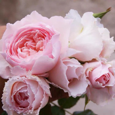 WILLVINE Rose “Misaki” Japanese Pink Color Rose Seed(50 per packet)