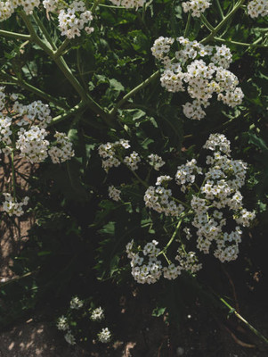 XOLDAA gypsophila flower Seed(25 per packet)