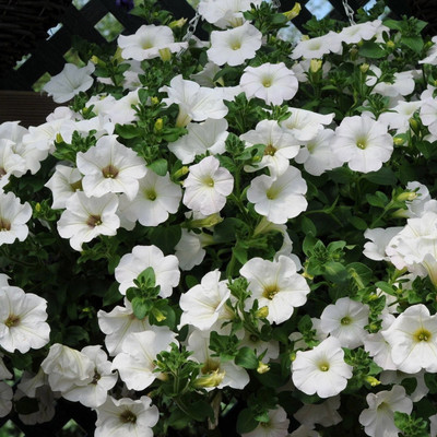 WHADE Surfinia Petunia Flower Seed(70 per packet)