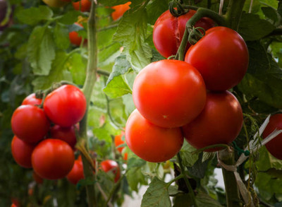 Palak capsicum tomato Seed(135 per packet)